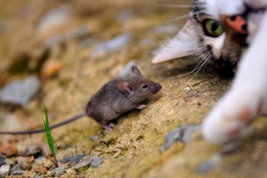 rub chat et souris